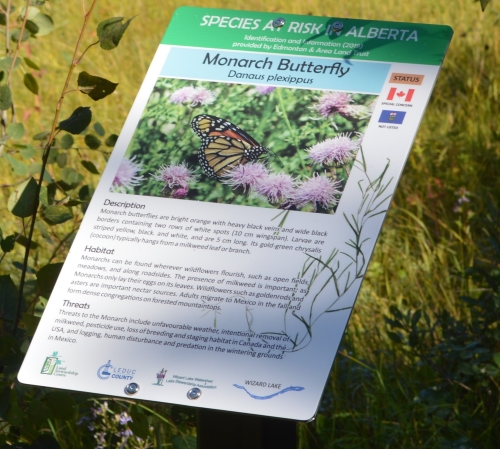 Species at risk signage at Wizard Lake featuring information on the Monarch Butterfly.