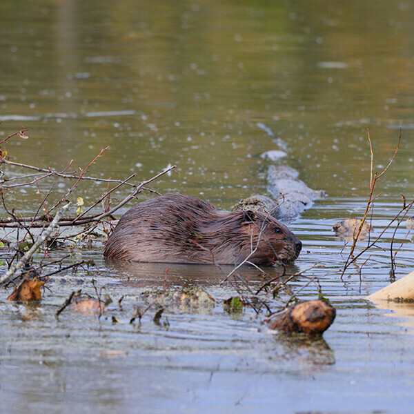 Land Stewardship Centre partners with Beaver Hills Biopshere